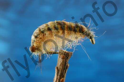 Fish4Flies Sparkle Shrimp
